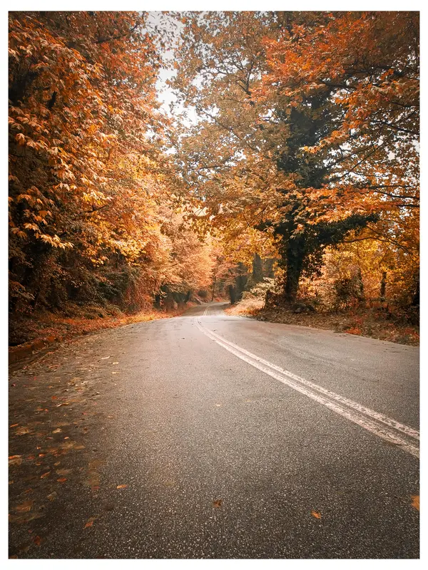 Autumn Road